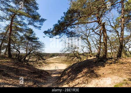 Dünenlandschaft an einem sonnigen Tag im Nationalpark Hoge Veluwe in den Niederlanden. Einer der größten niederländischen NP. Stockfoto