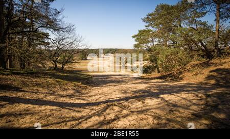 Dünenlandschaft an einem sonnigen Tag im Nationalpark Hoge Veluwe in den Niederlanden. Einer der größten niederländischen NP. Stockfoto