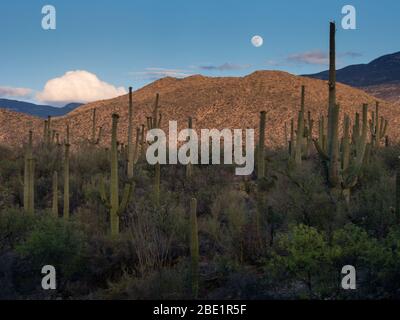 Aufgehender Vollmond über dem Kaktuswald bei Sonnenuntergang Stockfoto