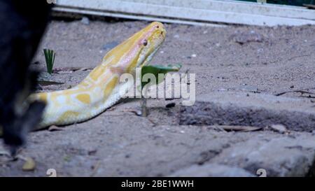 Burmesische Python, Schlange im Nationalpark, Selektiver Fokus mit unscharfen Hintergrund. Stockfoto