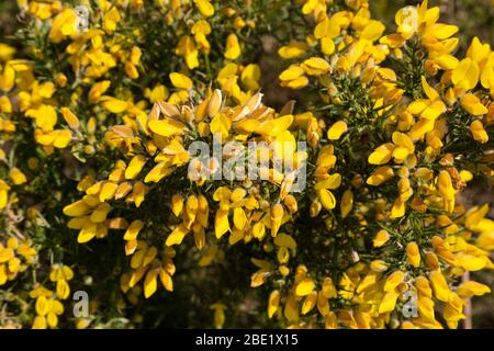 Gewöhnlicher Gorse-Busch Stockfoto