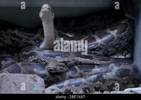 Indische Rock-Python, Schlange im Nationalpark, Selective Fokus mit Unschärfe Hintergrund. Stockfoto