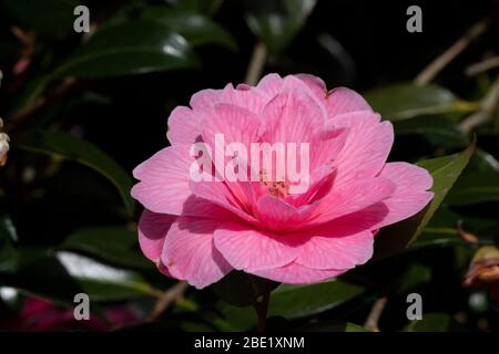 Camellia × williamsii 'Donation', Blume Stockfoto