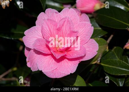 Camellia × williamsii 'Donation', Blume Stockfoto