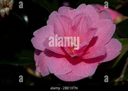 Camellia × williamsii 'Donation', Blume Stockfoto