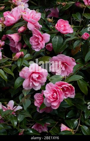 Camellia × williamsii 'Donation', Blumen Stockfoto