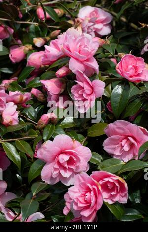 Camellia × williamsii 'Donation', Blumen Stockfoto