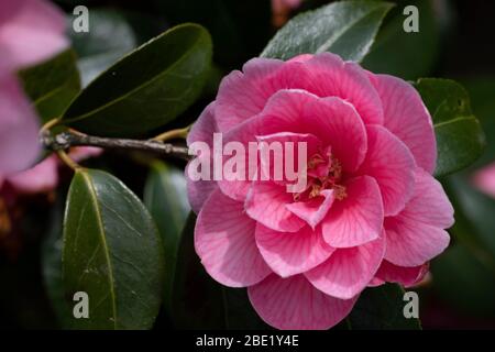 Camellia × williamsii 'Donation', Blume Stockfoto
