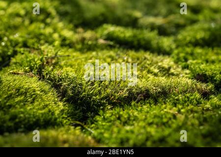 Schönes grünes Moos auf dem Waldboden aus nächster Nähe Stockfoto