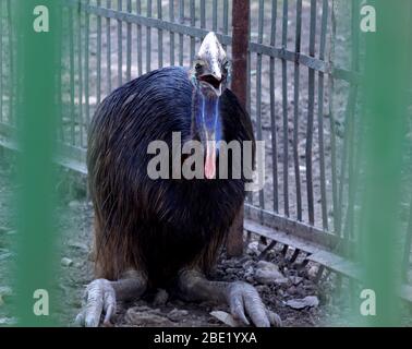 Portal of Australia wild, emu Vogel im Käfig des Nationalparks, Selective Fokus mit Unschärfe Hintergrund. Stockfoto