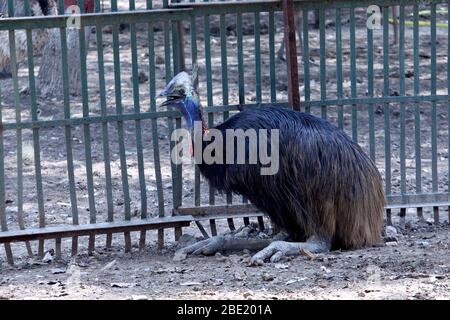 Portal of Australia wild, emu Vogel im Käfig des Nationalparks, Selective Fokus mit Unschärfe Hintergrund. Stockfoto