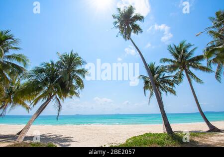 Viele Kokospalmen am Strand Hintergrund Meer und Himmel am Cabana Beach, Chumphon, Thailand. Stockfoto