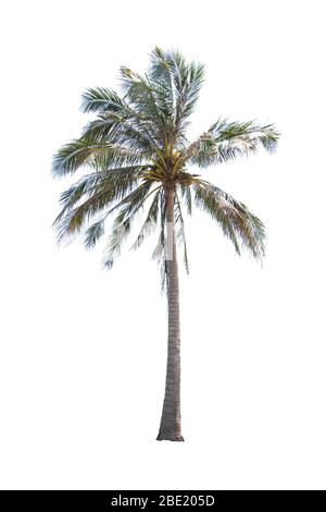Isolierte Kokospalmen auf weißem Hintergrund mit Freistellungspfaden. Stockfoto