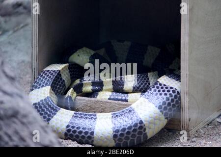 Gebänderter Krait Schlange schlafen in der Holzkiste Käfig, Selective Fokus mit Unschärfe Hintergrund. Stockfoto