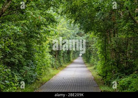 Natürlicher Tunnel mit Radweg im grünen Wald Stockfoto
