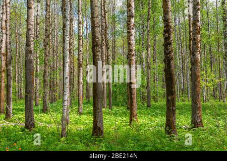 Der Frühlingswald aus Birken und Espen wird während der Blüte der Primeln von Sonnenlicht erleuchtet Stockfoto