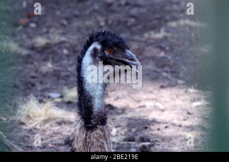 Portal of Australia wild, emu Vogel im Käfig des Nationalparks, Selective Fokus mit Unschärfe Hintergrund. Stockfoto