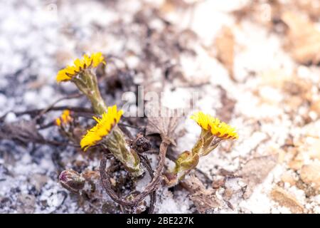 Plötzlich schneite es im Frühling. Gelbe Löwenzahn im Frost Nahaufnahme. Stockfoto