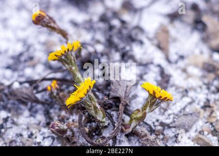 Plötzlich schneite es im Frühling. Gelbe Löwenzahn im Frost Nahaufnahme. Stockfoto