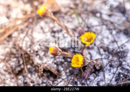 Plötzlich schneite es im Frühling. Gelbe Löwenzahn im Frost Nahaufnahme. Stockfoto