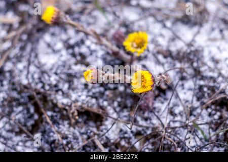 Plötzlich schneite es im Frühling. Gelbe Löwenzahn im Frost Nahaufnahme. Stockfoto