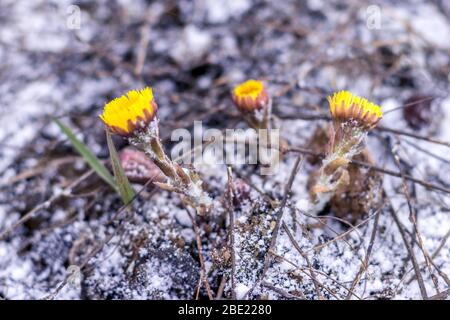 Plötzlich schneite es im Frühling. Gelbe Löwenzahn im Frost Nahaufnahme. Stockfoto