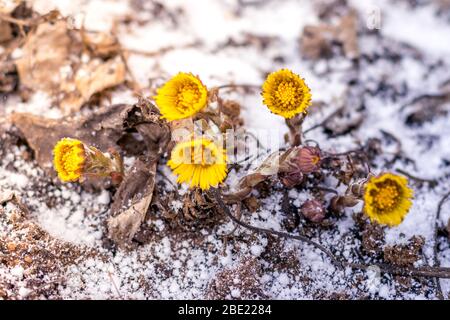 Plötzlich schneite es im Frühling. Gelbe Löwenzahn im Frost Nahaufnahme. Stockfoto