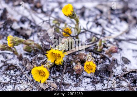 Plötzlich schneite es im Frühling. Gelbe Löwenzahn im Frost Nahaufnahme. Stockfoto