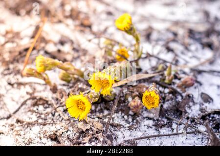 Plötzlich schneite es im Frühling. Gelbe Löwenzahn im Frost Nahaufnahme. Stockfoto