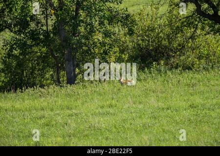 Ein Coyote in EINEM South Dakota Grassland Stockfoto