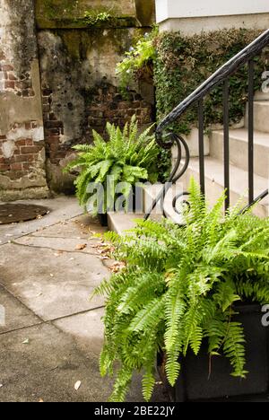 Gartenterrasse mit grünen Farnen in Töpfen auf der Treppe und einer alten historischen grobsteinigen Mauer im Hintergrund. Stockfoto