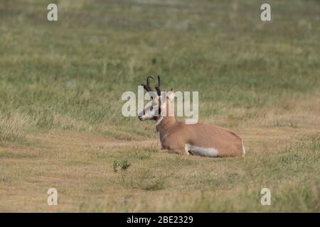 Ein Stelpenhirsch, der in einem Grasland ruht. Stockfoto