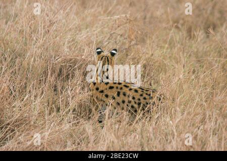 Serval (Leptailurus serval) im Gras ist Serval eine mittelgroße afrikanische Wildkatze. Fotografiert im Serengeti Nationalpark, Tansania Stockfoto