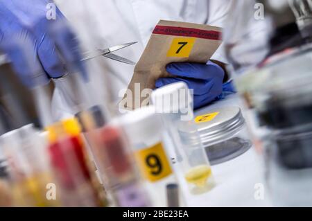 Wissenschaftlichen Polizei öffnet mit der Schere ein Beutel der Beweis eines Verbrechens im wissenschaftlichen Labor Stockfoto