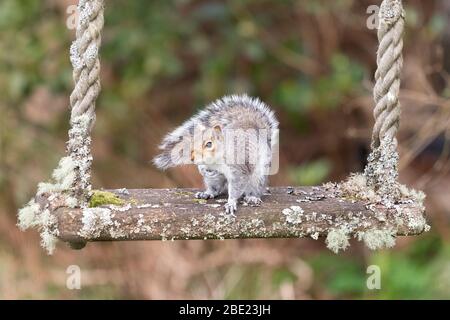 Killearn, Stirlingshire, Schottland, Großbritannien. 11. Apr 2020. Ein graues Eichhörnchen, das auf einer Flechten bedeckten Schaukel in einem Stirlingshire Garten sitzt. Die lokale und die Gartenwelt zu genießen, wird für viele Menschen während der Sperrung der Coronavirus-Pandemie immer wichtiger. Quelle: Kay Roxby/Alamy Live News Stockfoto