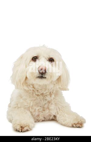 Der süße Bichon Havanese Hund liegt im Fotostudio Stockfoto