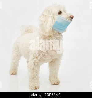 Niedlicher Bichon Havanese Hund mit Maske im Fotostudio Stockfoto