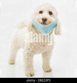 Niedlicher Bichon Havanese Hund mit Maske im Fotostudio Stockfoto