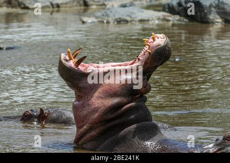 Nilpferd mit offenem Mund im Wasser. Fotografiert im Serengeti Nationalpark, Tansania Stockfoto