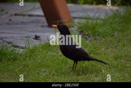 Blackbird stand auf Gras in einem Garten Stockfoto