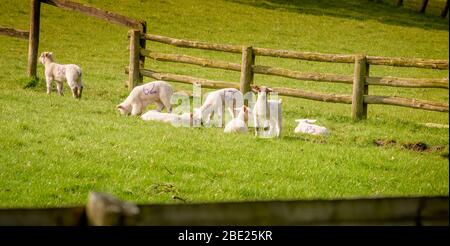 Neugeborene Frühlingslämmer im South Downs National Park, East Sussex, Großbritannien Stockfoto