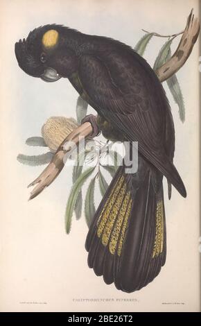The Birds of Australia von John Gould Stockfoto