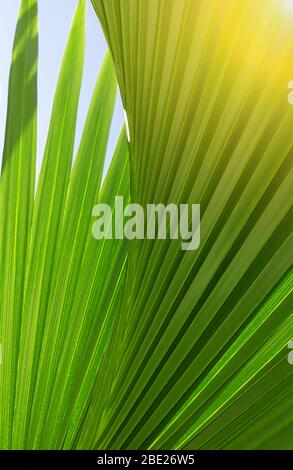 Hintergrundbeleuchtung frische Palmenblättern. Touristen Attraktion. Natürliche tropische strukturierte Zusammenfassung Hintergrund. Stockfoto