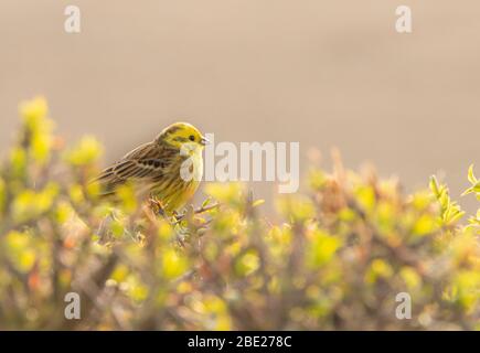 Männlicher Yellowhammer, Emberiza Citrinella, auf einer Hecke, in Bedfordshire, Großbritannien, April 2020 Stockfoto