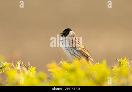 Gewöhnlicher Schilfhämmer, Emberiza Schoeniclus, auf einer Hecke in der Nähe von Meppershall, Bedfordshire, Großbritannien Stockfoto