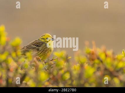Männlicher Yellowhammer, Emberiza Citrinella, auf einer Hecke, in Bedfordshire, Großbritannien, April 2020 Stockfoto