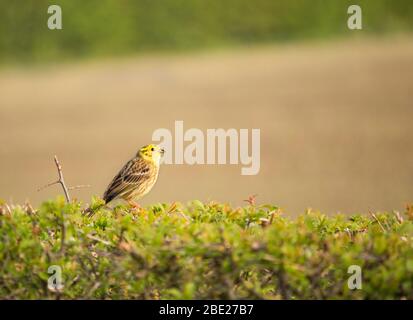 Männlicher Yellowhammer, Emberiza Citrinella, auf einer Hecke, in Bedfordshire, Großbritannien, April 2020 Stockfoto