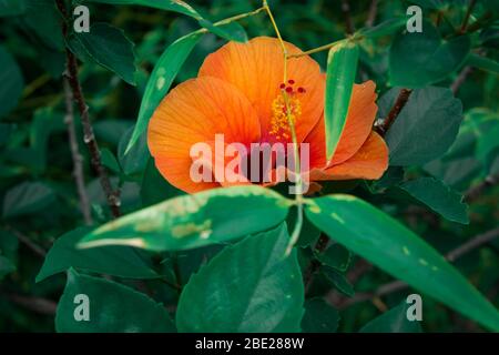 Orange Blume grüne Blätter im Garten Italien Stockfoto