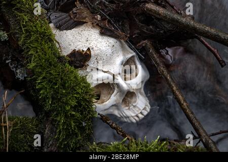 Menschlicher Schädel im Wasser. Verlassene Schädel zwischen Zweigen mit Moos im Fluss. Stockfoto