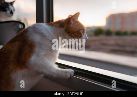 Weiße und braune Katze mit gelben Augen, schaut aus dem Fenster nach draußen Stockfoto